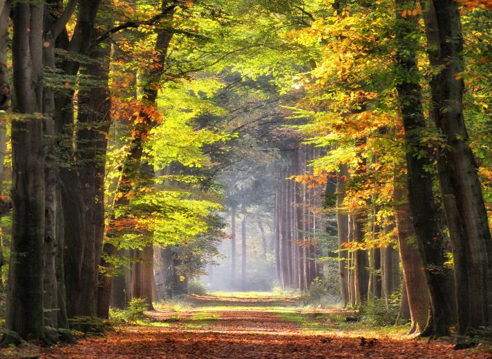 an autumnal scene of a footpath through a forest