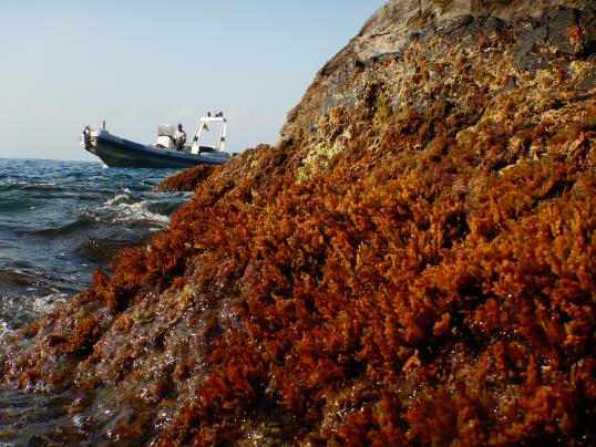 Rocpop in a rock with a boat in the back