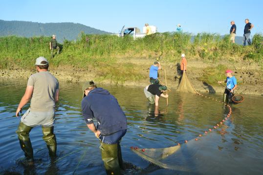 Fish translocation picture