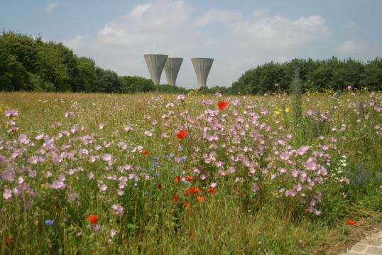 Park Sausset: picture of the park and its flowers