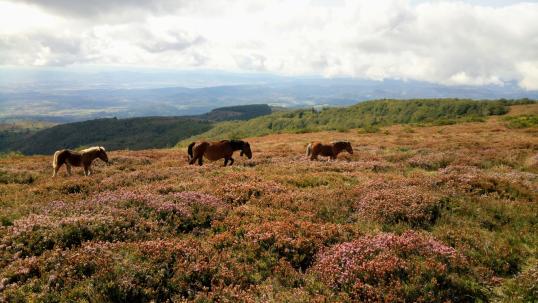 picture from the top of a montain with animals