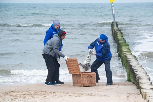 Seal intervention 