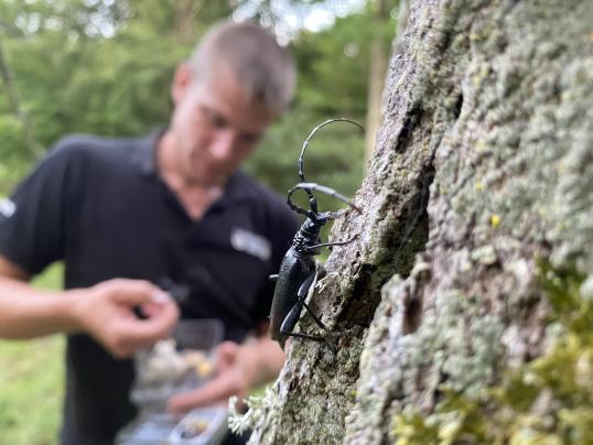 bug in tree with a blurry person in the background