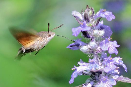 sfinge colibri in the flower