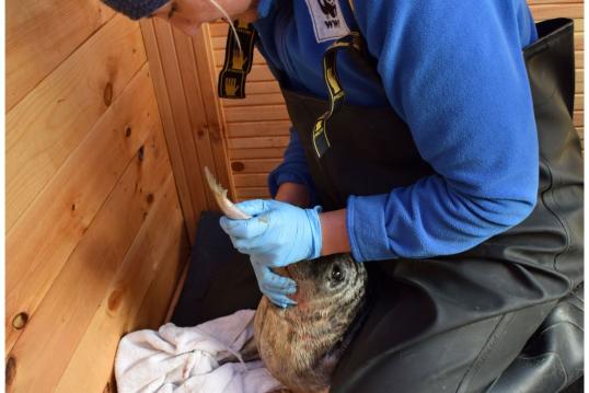 Seal rehabilitation