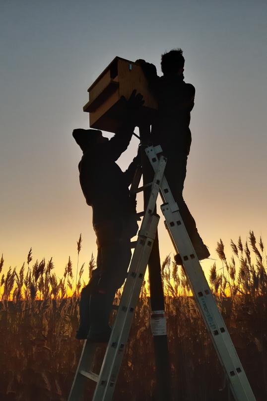 Installation of an owl nest box: Spain 2023