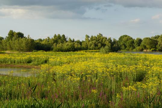 Marsh weed Millingerwaard State Forestry 