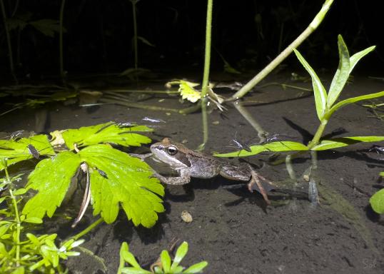 Ranibe in a pond