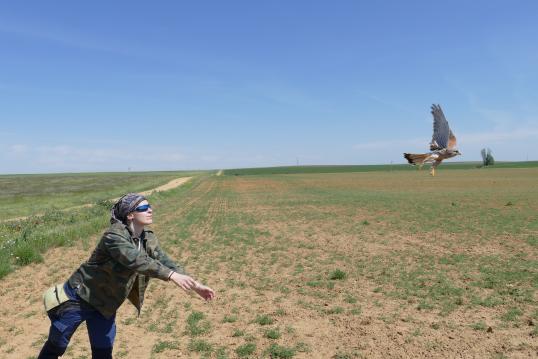 Release of a common kestrel