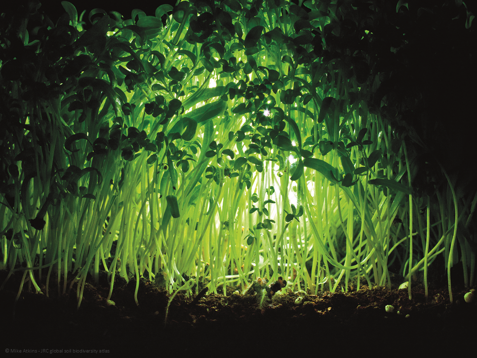 Green stems sprouting from the earth.