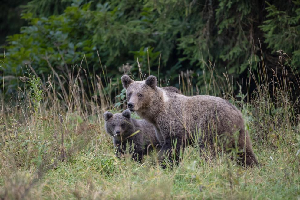 Brown bear with cub in front of trees