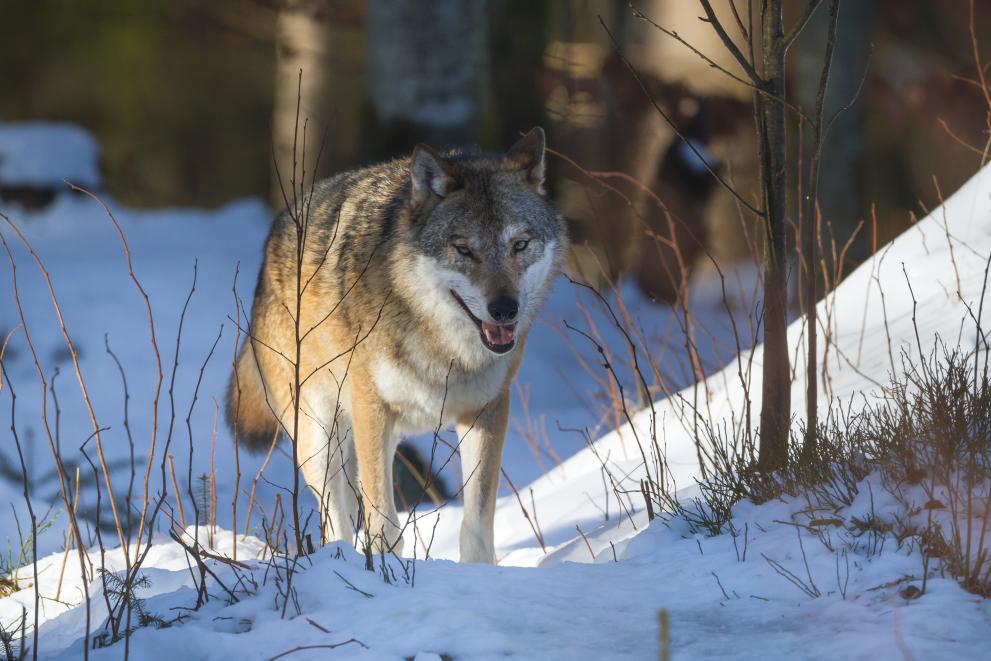 Wolf walking in the snow.