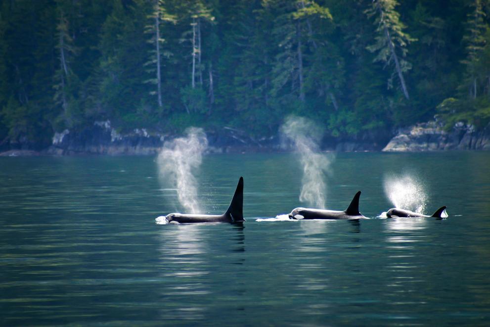 Killer whales swimming side by side with forest in the background