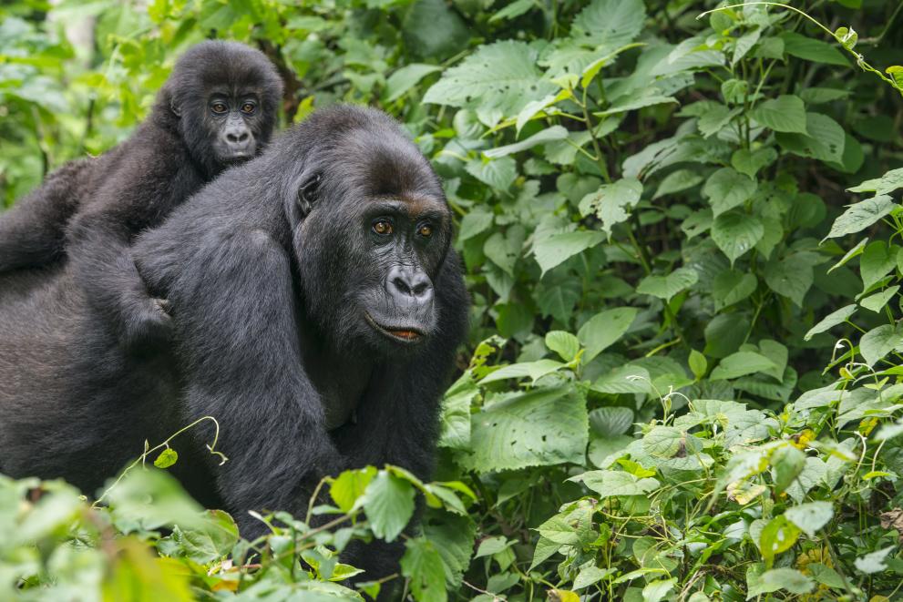 Adult and baby ape.