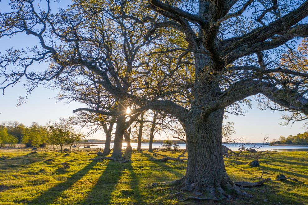 Tree at sunset