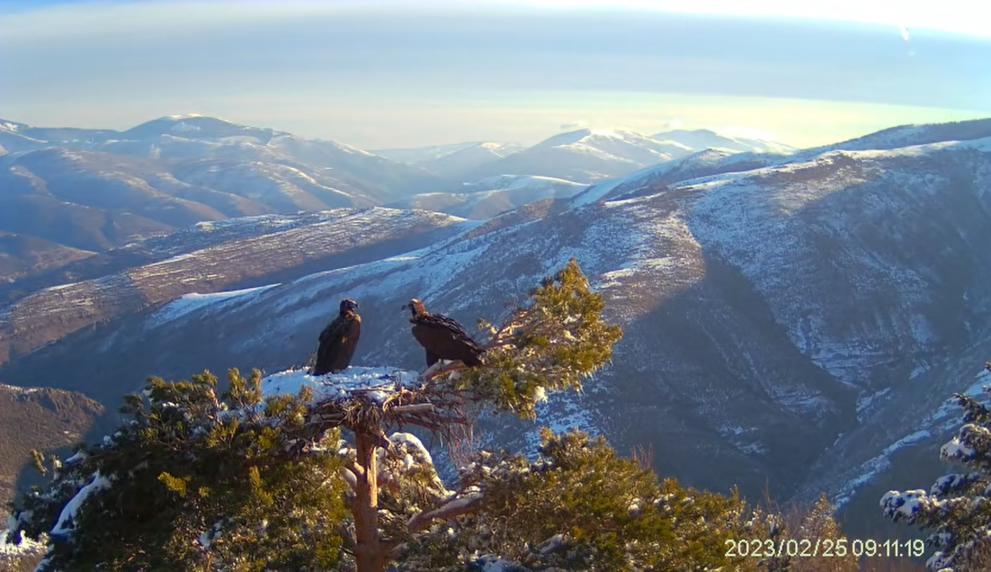 Views of a nest