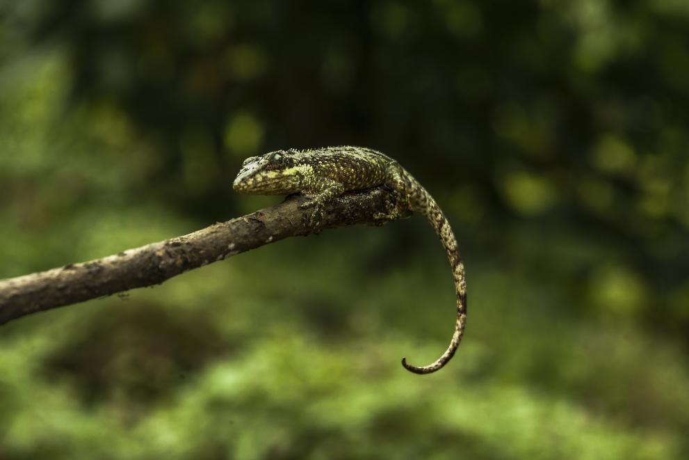 A lizard hangs on the end of a branch