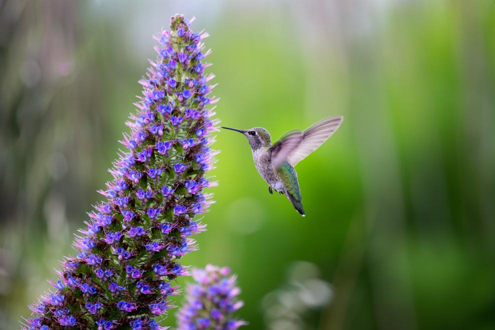 A hummingbird approaches a wild flower