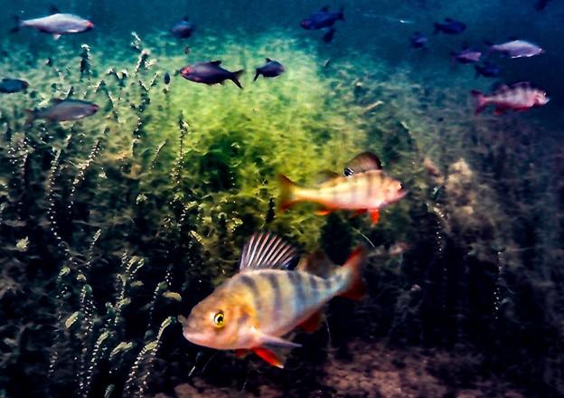 Freshwater Perch, Middle River Galway City