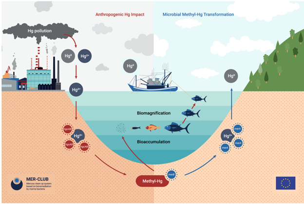 Bioremediation @MER-CLUB