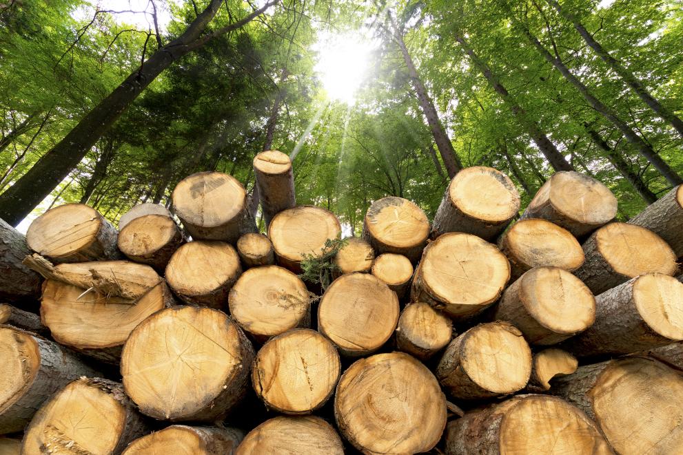 Trunks of trees cut and stacked in the foreground, green forest in the background with sun rays