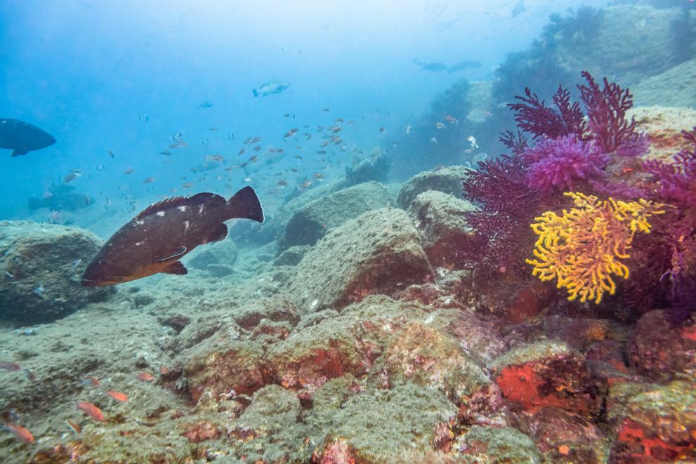 An underwater shot of marine life